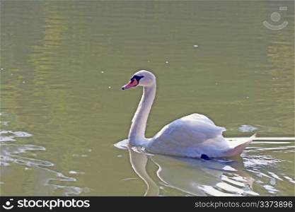White beautiful swan swimming in a pool