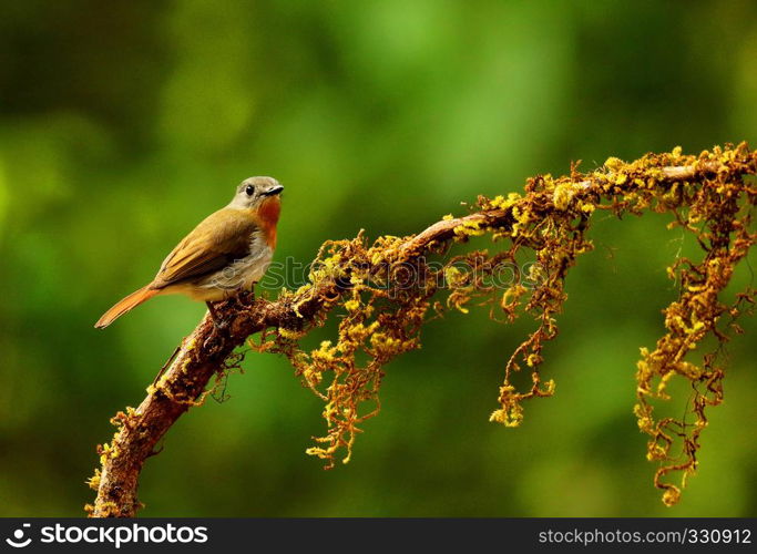 White bellied blue flycatcher, Cyornis pallipes, female, Ganeshgudi, Karnataka, India. White bellied blue flycatcher, Cyornis pallipes, female, Ganeshgudi, Karnataka, India.