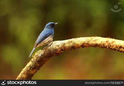 White bellied blue flycatcher, male, Cyornis pallipes, Ganeshgudi, Karnataka, India.. White bellied blue flycatcher, male, Cyornis pallipes, Ganeshgudi, Karnataka, India
