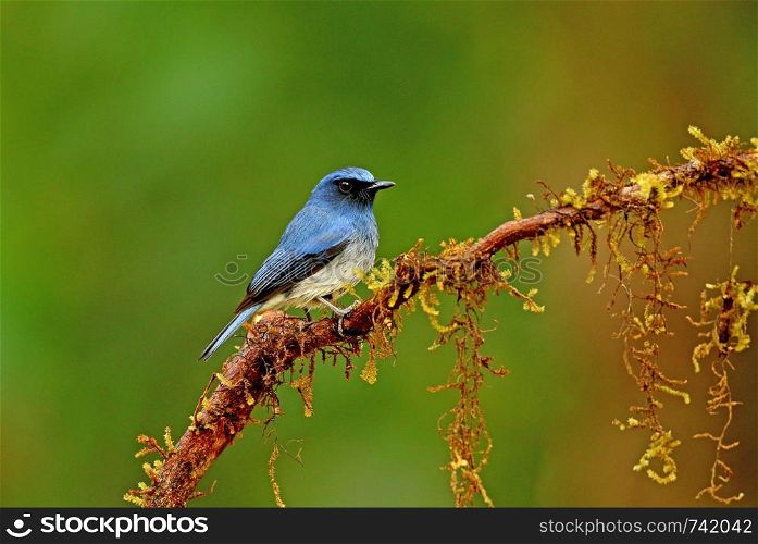 White bellied blue flycatcher, male, Cyornis pallipes,Ganeshgudi, Karnataka, India.. White bellied blue flycatcher, male, Cyornis pallipes,Ganeshgudi, Karnataka, India