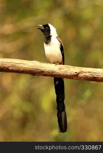 White Bellied Treepie, Dendrocitta leucogastra, Thettekad, Kerala, India. White Bellied Treepie, Dendrocitta leucogastra, Thettekad, Kerala, India.