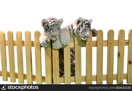 white bengal tiger and wooden fence isolated on white background
