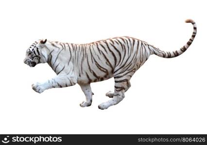 white bengal tiger isolated on white background