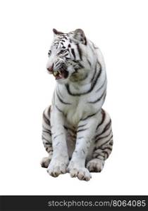 white bengal tiger isolated on white background