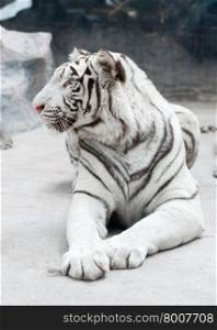 white bengal tiger (Panthera tigris) in captive environment