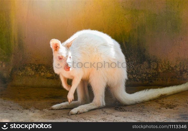 White Bennett&rsquo;s Wallaby at farm in the wildlife sanctuary /Macropus rufogriseus