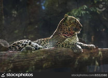 white big leopard in tropical zoo. white big leopard