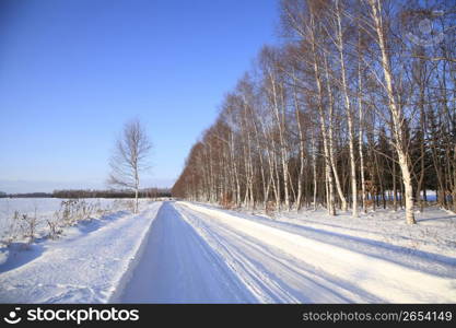 White birch