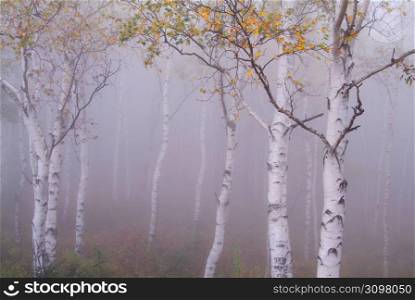 White birch