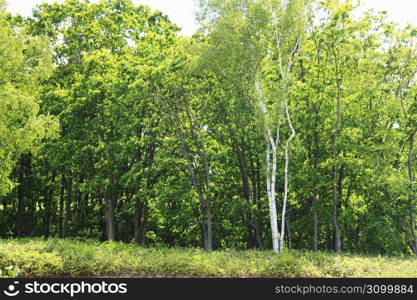 White birch