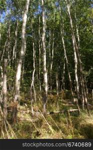 White birch grouping in New England forest, autumn, Mount Desert Island, Acadia National park, Maine, New England