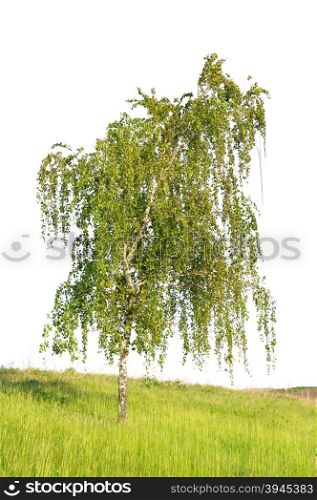 white birch isolated on a white background