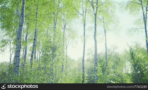white birch trees in the forest in summer