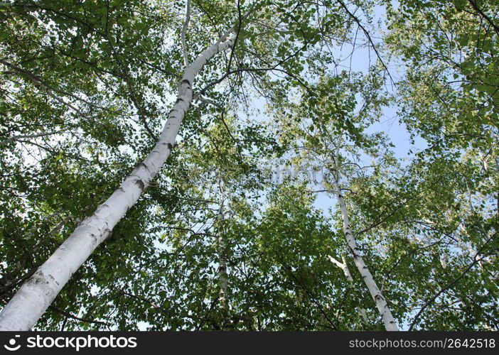 White birch woods