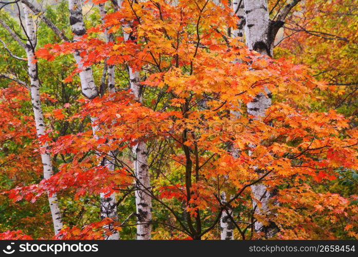 White birch woods