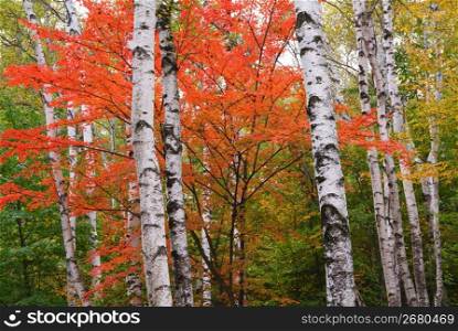 White birch woods
