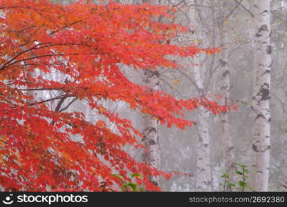 White birch woods