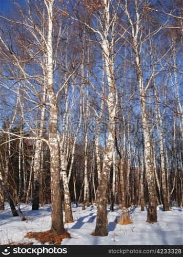 White birches and clear blue winter sky