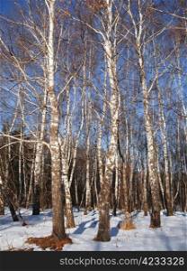 White birches and clear blue winter sky