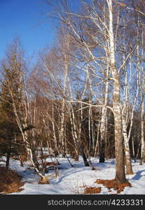 White birches and clear blue winter sky