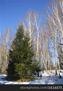 White birches, clear blue winter sky and pine trees
