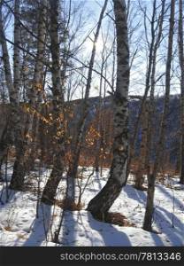 White birches in the row and morning winter wood