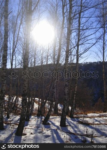 White birches in the row and morning winter wood