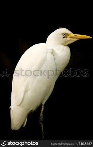White bird against black background