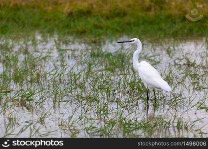 White bird is standing in the water, on safari in Kenya