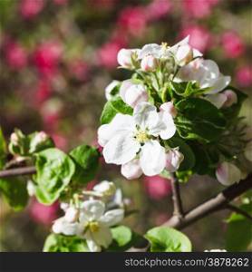 white bloom of flowering apple tree close up in spring