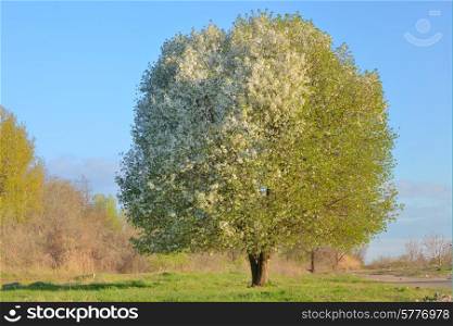 White blooming cherry tree standing alone on field