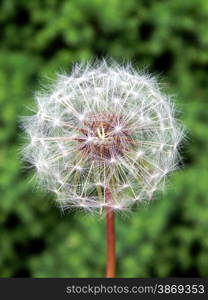 white blooming dandelion flower