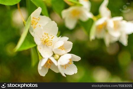 White blooming Jasmine flowers on spring sunny day against blurred floral background. Philadelphus.