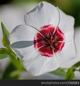 white blossom center red