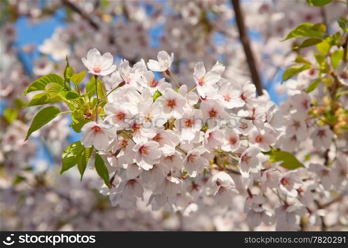 white blossom in spring