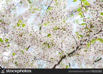 white blossom in spring