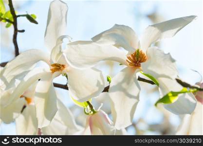 White blossom magnolia tree flowers in the spring full of sunlight. Sunny blossom magnolia tree flowers