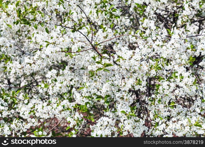 white blossom of cherry tree in spring day