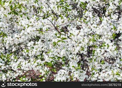 white blossom of cherry tree in spring day