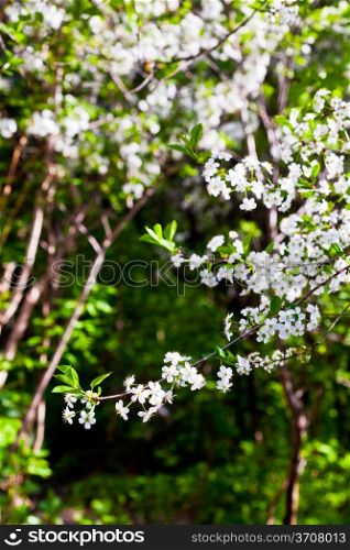 white blossom tree in spring forest
