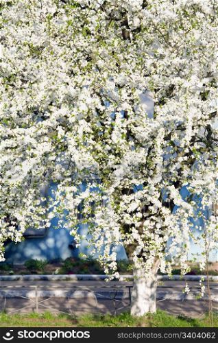 White blossoming cherry tree (spring background)