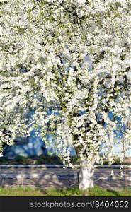 White blossoming cherry tree (spring background)