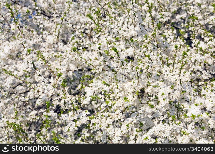 White blossoming cherry tree (spring background)