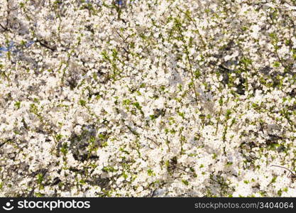 White blossoming cherry tree (spring background)