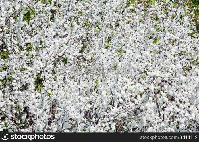 White blossoming cherry tree (spring background)