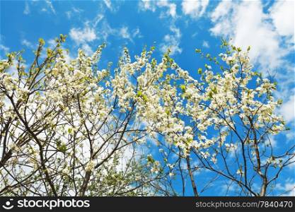 white blossoming cherry trees on blue sky background