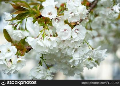 White blossoming twig of cherry tree in sunny spring garden (closeup).