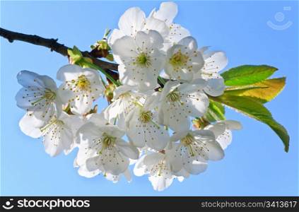 white blossoming twig of cherry tree (macro)