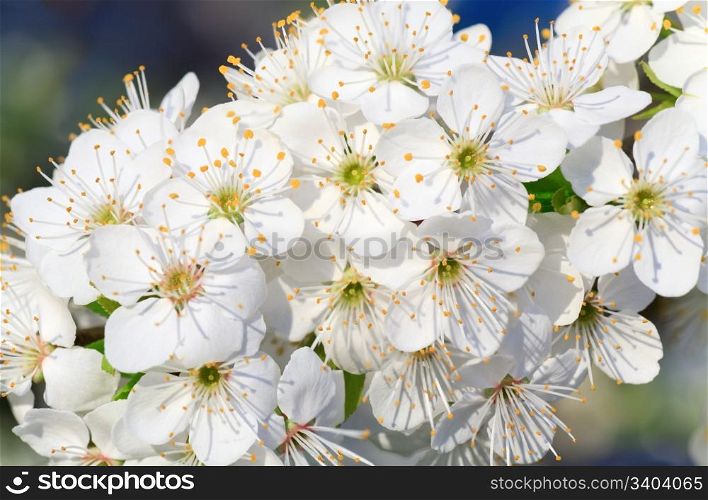 "white blossoming twig of "China cherry" tree (macro)"