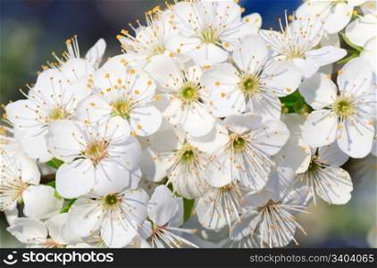 "white blossoming twig of "China cherry" tree (macro)"